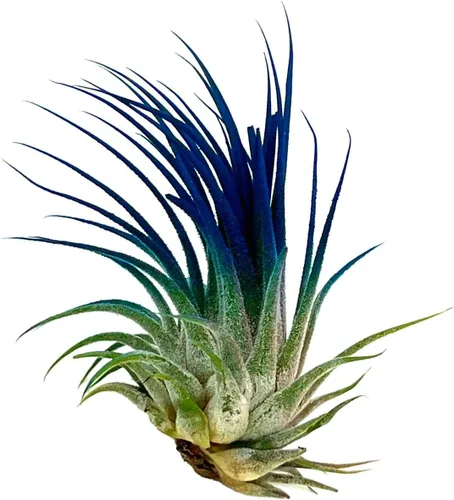 Miniatura 4 de ragnaroc Plantas de Aire - Tillandsia Ionantha, Regular 2-3" - 1ct - Color Mejorado Orgánicamente - Llegada Viva Garantizada - Plantas de Casa