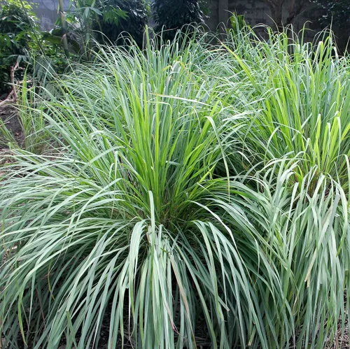 Miniatura 7 de Outsidepride Semillas de hierba de limón para plantar, 1000 semillas perennes, repelente de mosquitos, a prueba de ciervos, hierba de citronela