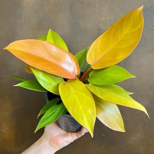 Miniatura 3 de Planta de filodendro en maceta de 4 pulgadas, planta de interior tropical, planta de follaje de fácil cuidado para el hogar, oficina o patio