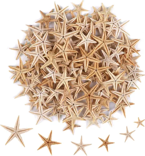 100 piezas pequeñas estrella de mar estrella de mar conchas de mar playa para manualidades 0.4"-1"