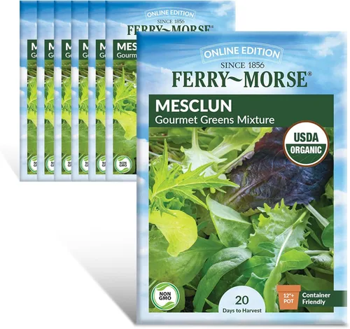 Miniatura 5 de Ferry-Morse Online Edition Tomato Supersweet 100 semillas híbridas – Alta tasa de germinación, sin OGM – Paquete de 8 Tomato Supersweet 100 Hybrid