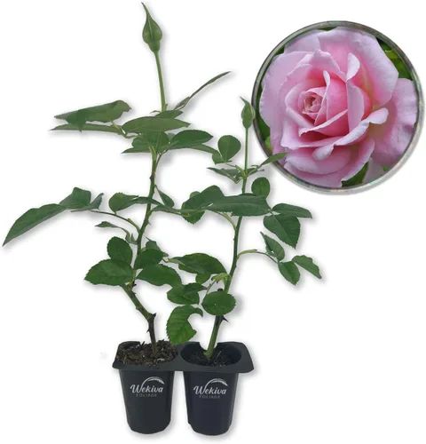 Miniatura 8 de Belinda's Dream Rose Bush - Planta de inicio vivo en una maceta de 2 pulgadas, rosa bellamente fragante de Florida, una belleza versátil con una