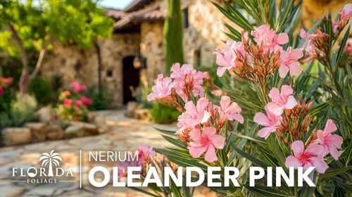 Miniatura 3 de Oleander Petite Pink 3 plantas vivas Nerium Arbusto de hoja perenne enano compacto
