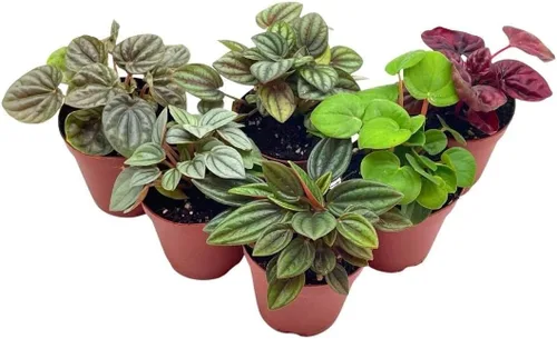 BubbleBlooms Surtido de Peperomia, 6 peperomias diferentes en macetas de 2 pulgadas Grower's Choice