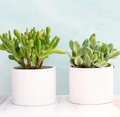 Miniatura 7 de Suculentas vivas en macetas - Plantas suculentas vivas en macetas (colección Echeveria)