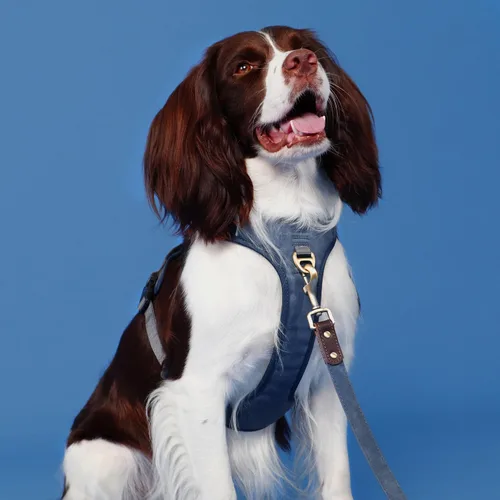 Miniatura 7 de Arnés para perro sin tirones de tamaño pequeño, elegante chaleco de piel sintética con asa de fácil control, clip frontal sin estrangulamiento con 2