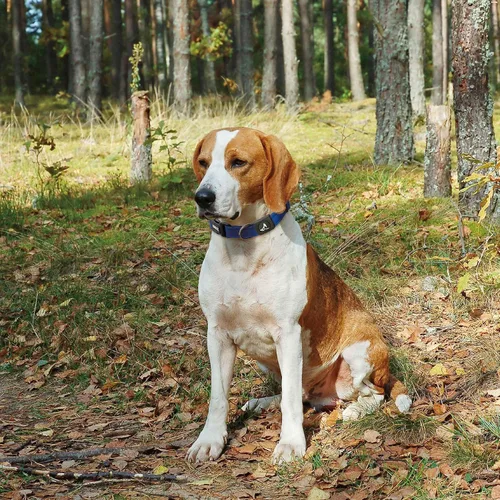 Miniatura 9 de Kruz Collar de perro para perros pequeños (ancho - 5/8 pulgadas, cuello - 8-12 pulgadas) banda ajustable para el cuello para mascotas con acolchado