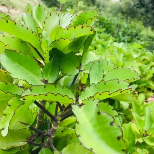 Miniatura 3 de Kalanchoe Pinnata Planta viva, planta Kalanchoe viva, 4-8 pulgadas de alto, en maceta de 4 pulgadas, planta viva suculenta Kalanchoe para plantar