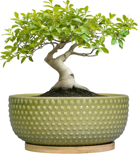 Miniatura 10 de Macetas para suculentas de 8 pulgadas - Macetas de bonsái de cerámica para plantas de interior, maceta con agujero de drenaje y platillo, maceta