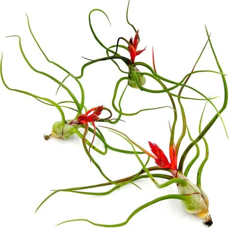 Miniatura 28 de ragnaroc Air Plants - Tillandsia Caput Medusae Floreciente, Grande 5-7" - 1ct - Llegada Viva Garantizada - Plantas de Casa para Decoración del Hogar