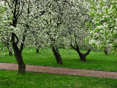 Miniatura 4 de Fuji Apple Tree - Cultiva fruta fresca - Planta viva enviada 3 pies de alto por DAS Farms