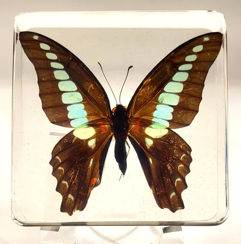 Miniatura 2 de Mariposa Bluebottle real de 2.9 pulgadas en resina de Lucite transparente, grafio, sarpedón, colección de manualidades para biología, ciencias