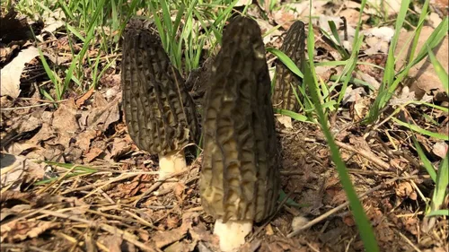 Miniatura 4 de Más de 100 Setas Morel Negras Micelio Esporas de Desaparición - Marrón Hongo