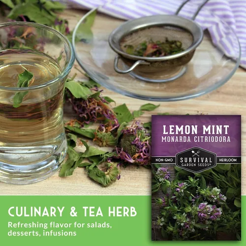 Miniatura 4 de Semillas de limón y menta para plantar (Monarda Citriodora) Bálsamo de abeja de limón/menta de caballo, hierbas medicinales y plantas de jardín