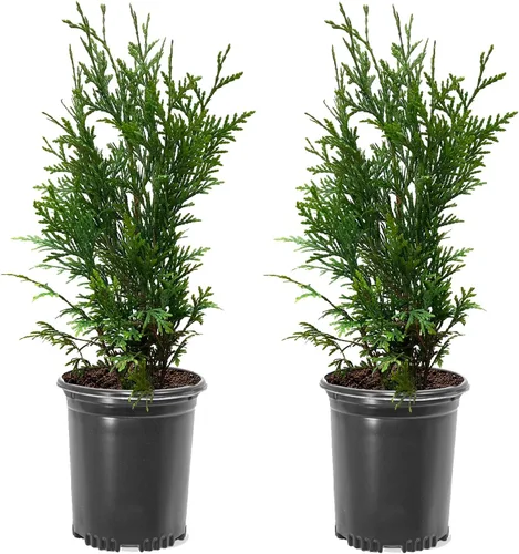 Miniatura 4 de Thuja Green Giant, árbol de sombra de crecimiento rápido, 12-18 pulgadas altura del árbol, 1 galón. Maceta de vivero