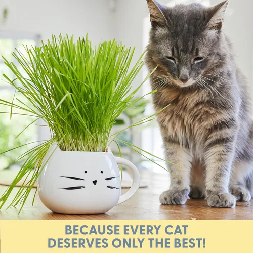 Miniatura 7 de The Cat Ladies Hierba orgánica para gatos de interior - Kit de cultivo con mezcla de semillas orgánicas, tierra y maceta para gatos blancos. Control