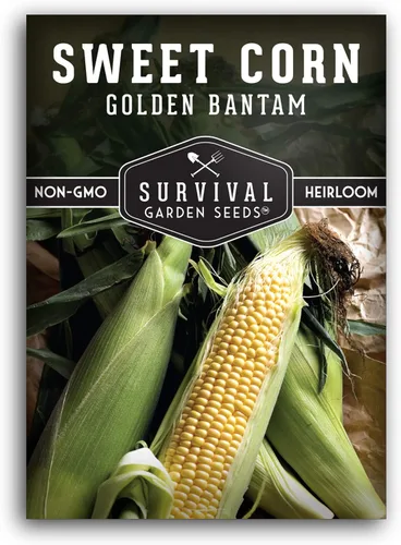 Golden Bantam - Semilla de maíz dulce para plantar, 1 paquete con instrucciones para cultivar, cultiva maíz amarillo al aire libre en el huerto,