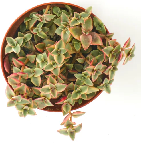 Miniatura 3 de Tienda de Suculentas Gato Calicó Colgante, Crassula Pellucida Variegata, Planta Suculenta Viva Totalmente Enraizada de 10 cm, Planta