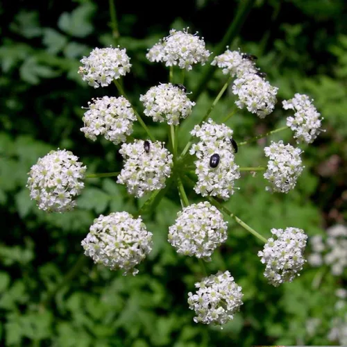Miniatura 5 de OSHA (Ligusticum porteri) - Cultiva ahora o almacena para futuras plantaciones - Cápsula de 10 semillas