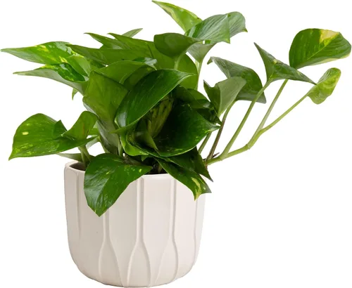 Costa Farms Planta Pothos, hiedra del diablo en maceta decorativa, fácil de mantener, planta de interior purificadora de aire, enrejado, estante,