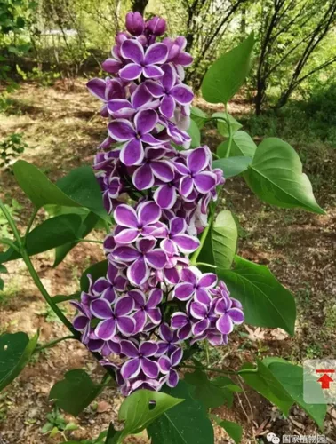 Miniatura 5 de 50 Violetas Semillas Lila Extremadamente Fragante Syringa Villosa Árbol Lila Arbusto Syringa Vulgaris