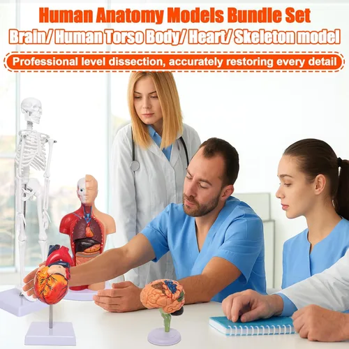 Miniatura 7 de Wadoy Conjunto de modelos de anatomía humana, cerebro, cuerpo del torso humano, corazón, modelo de esqueleto, modelos de anatomía para estudiantes