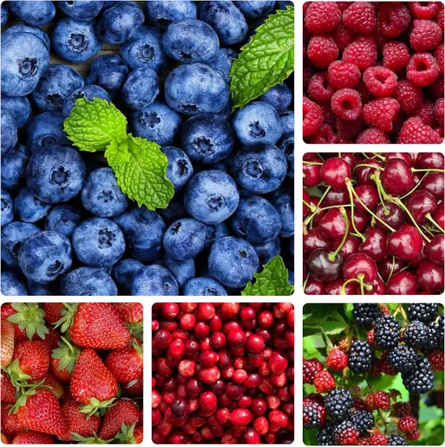 1500 semillas de frutas mixtas para plantar, 6 variedades, incluyendo 400 fresa, 200, arándano, 300, frambuesa, 300, morera, 200, arándano y 20