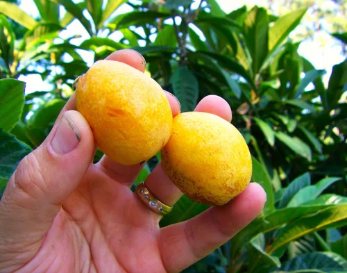 Miniatura 8 de TomorrowSeeds - Semillas de árbol de níspero - Más de 10 unidades - para plantar Eriobotrya Japonica Pipa china Biwa Bibasse Ciruela Nispero Fruta