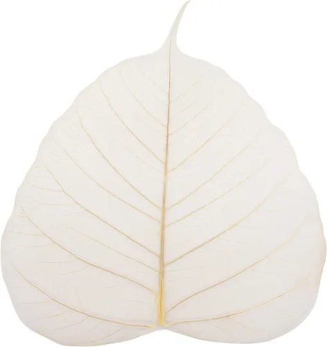 Esqueleto Natural Ficus Religiosa Hojas Artificiales Hojas Artesanales Tarjeta de Scrapbook DIY Hecho a Mano Adorno Decoración Arte