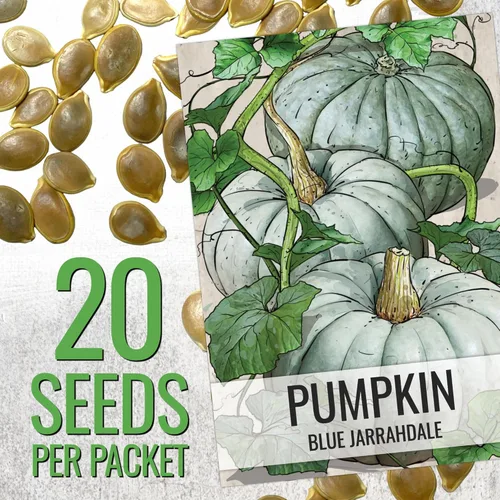 Miniatura 3 de Seed Needs Semillas de calabaza para plantar calabazas Jarrahdale azules, reliquia sin OMG y semilla de Cucurbita Maxima sin tratar para plantar un