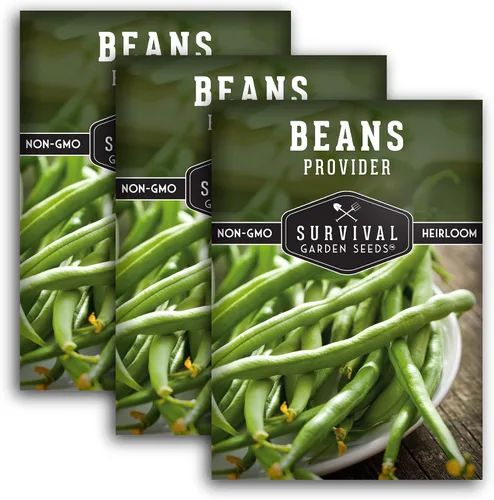 Semillas de frijol arbusto para plantar, variedad de judías verdes proveedoras, variedad de jardín sin cuerdas, altos rendimientos, ideal para camas