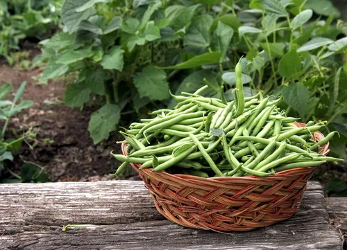 Miniatura 3 de Semillas de frijol Contender Bush (Phaseolus vulgaris) – 50 semillas de reliquia sin OMG de Isla's Garden Seeds, judías verdes de maduración