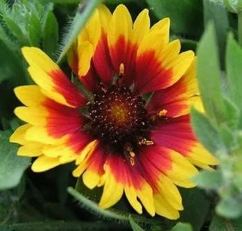 Miniatura 2 de Manta india Gaillardia Nice Garden Flower de Seed Kingdom 1,200 Seeds