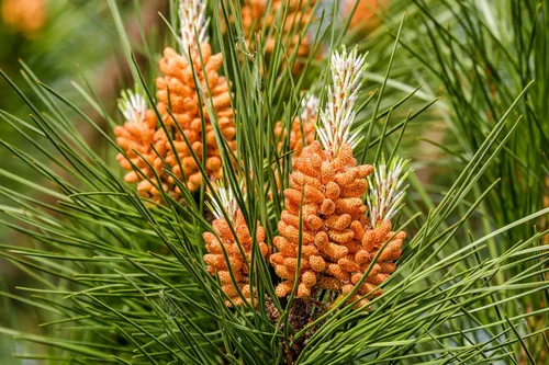 Miniatura 4 de 5 Pine Nut Italian Stone Pine Pinus Pinea Umbrella Evergreen Conifer Tree Seeds