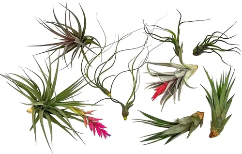 Miniatura 14 de ragnaroc Air Plants - Caja de Regalo Elsker - Grande 4" - 5ct - Llegada Viva Garantizada - Plantas de interior para decoración del hogar y regalo