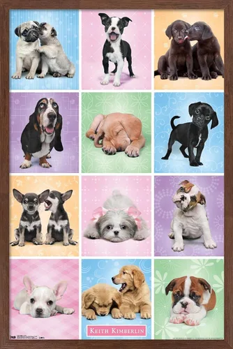 Miniatura 8 de Trends International Póster de pared Puppies Cuties, 22.375 x 34 Versión con marco negro