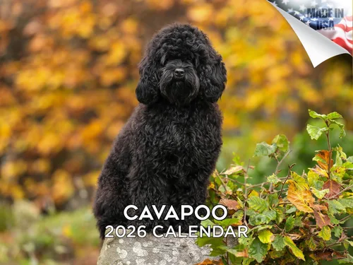 Miniatura 29 de Calendario 2025 2026 de cachorros Cocker Spaniel - Calendario mensual de pared de raza de perro - 12" x 24" abierto - Papel grueso sin sangrado