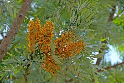 Miniatura 3 de 30 Semillas de Roble Sedosas para Plantar - Grevillea robusta