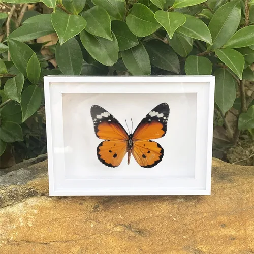 Miniatura 2 de 4 piezas de espécimen de mariposa, muestras de insectos de mariposa enmarcadas, suministros de taxidermia, caja de mariposa, regalo para hombres