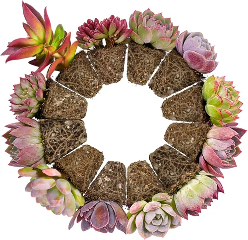 Miniatura 7 de Plantas suculentas (paquete de 12), suculentas vivas totalmente enraizadas en macetas de 2 pulgadas con tierra, plantas de casa únicas en maceta