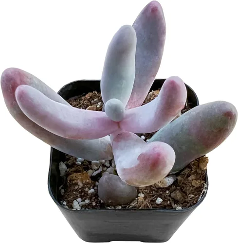 Miniatura 14 de Sprout N Green Sedum Dorado, Sedum adolphi, Mini suculenta viva totalmente enraizada en maceta de inicio de 2 pulgadas con mezcla de tierra, planta