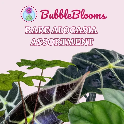 Miniatura 2 de BubbleBlooms Surtido de Alocasia rara, juego de 4 unidades, 2 pulgadas, Jewel, Jacklyn, Cuprea Pixie Plantas