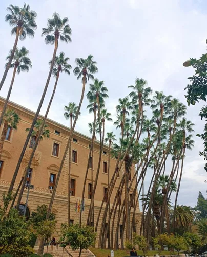 Miniatura 5 de 30 semillas de palmera de abanico, Washington Filifera, planta de hoja perenne de rápido crecimiento