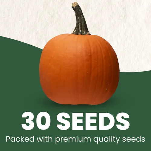 Miniatura 2 de Connecticut Field Pumpkin – 30 semillas de primera calidad para plantar – reliquia clásica, cosechas grandes, exhibiciones de otoño vibrantes