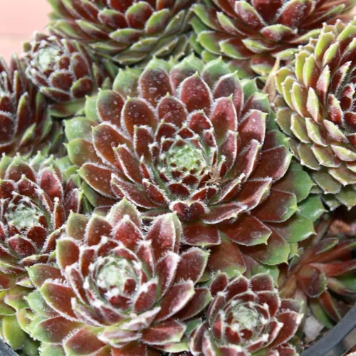 Miniatura 2 de Semillas de Gallina y Pollitos (Sempervivum tectorum) Paquete de 50 Semillas