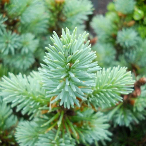 Miniatura 2 de 20 semillas de abeto Douglas azul, abeto Douglas, abeto rojo, pino Oregón, pino Douglas, semillas de pino colombiano, semillas de árbol de hoja