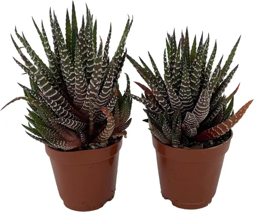 Planta cebra - Haworthia fasciata - Planta suculenta fácil de cultivar - Paquete de 2/2 macetas de 2 pulgadas