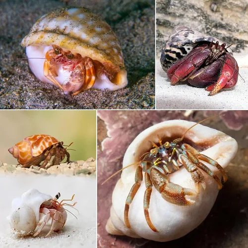 Miniatura 6 de SINKOO 8 conchas de cangrejo ermitaño medianas a grandes, conchas turbo naturales de 2.3 a 3.5 pulgadas, tamaño de apertura de 1 a 2 pulgadas