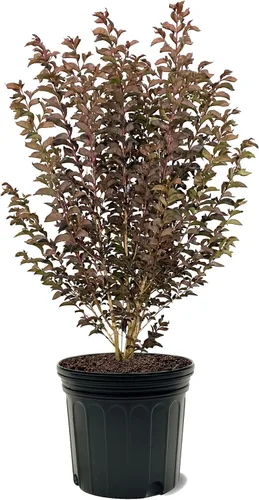 Miniatura 25 de American Plant Exchange Black Diamond Shell Pink Crape Myrtle Tree Live, maceta de 1 galón, 1-1.5 pies de alto, flores rosas vibrantes, tolerantes a