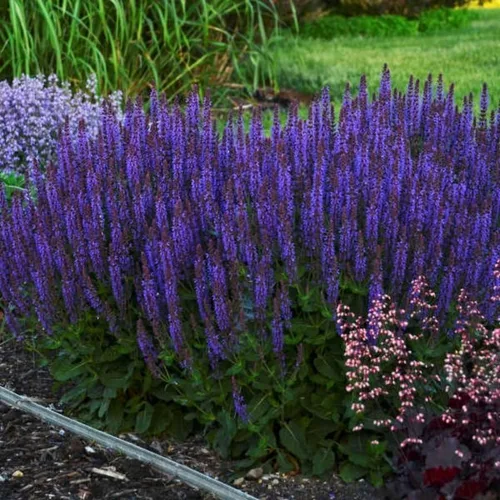 1 planta viva de salvia para exteriores, arbustos de salvia de 4 a 8 pulgadas de alto, sin maceta (azul púrpura salvia)